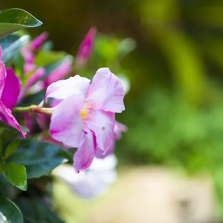 Bed & Breakfast Maison Gardenia Moniga del Garda